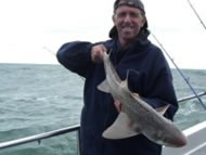 Starry Smoothhound fishing in the Bristol Channel