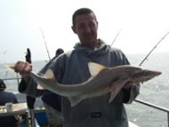 Starry Smoothhound fishing in the Bristol Channel