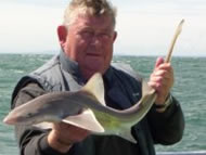 Starry Smoothhound fishing in the Bristol Channel