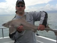Starry Smoothhound fishing in the Bristol Channel