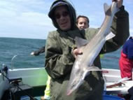 Starry Smoothhound fishing in the Bristol Channel