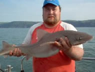 Starry Smoothhound fishing in the Bristol Channel