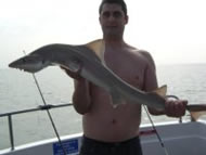 Starry Smoothhound fishing in the Bristol Channel