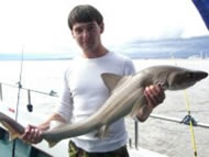 Starry Smoothhound fishing in the Bristol Channel