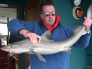 Starry Smoothhound fishing in the Bristol Channel