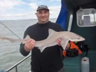 Starry Smoothhound fishing in the Bristol Channel