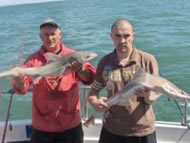 Starry Smoothhound fishing in the Bristol Channel