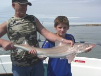 Starry Smoothhound fishing in the Bristol Channel