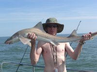 Starry Smoothhound fishing in the Bristol Channel