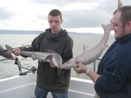 Starry Smoothhound fishing in the Bristol Channel