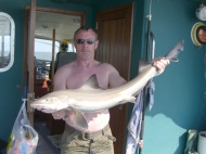 Starry Smoothhound fishing in the Bristol Channel
