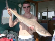 Starry Smoothhound fishing in the Bristol Channel
