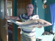 Starry Smoothhound fishing in the Bristol Channel