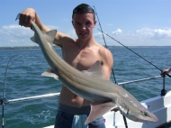 Starry Smoothhound fishing in the Bristol Channel
