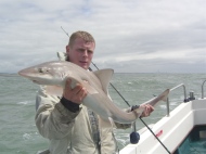Starry Smoothhound fishing in the Bristol Channel