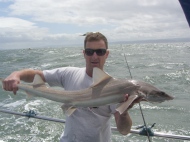 Starry Smoothhound fishing in the Bristol Channel