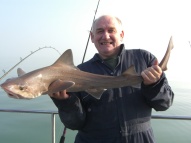 Starry Smoothhound fishing in the Bristol Channel