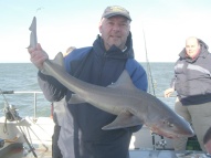 Starry Smoothhound fishing in the Bristol Channel
