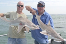 Starry Smoothhound fishing in the Bristol Channel