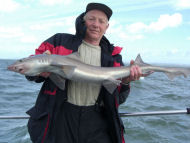 Starry Smoothhound fishing in the Bristol Channel