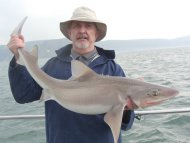 Starry Smoothhound fishing in the Bristol Channel