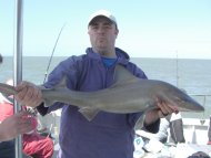 Starry Smoothhound fishing in the Bristol Channel