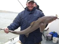 Starry Smoothhound fishing in the Bristol Channel