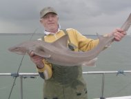 Starry Smoothhound fishing in the Bristol Channel