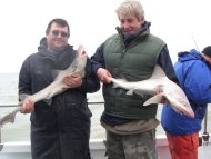 Starry Smoothhound fishing in the Bristol Channel