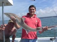 Starry Smoothhound fishing in the Bristol Channel