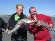 Starry Smoothhound fishing in the Bristol Channel