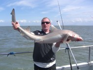 Starry Smoothhound fishing in the Bristol Channel