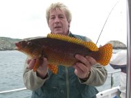 Wrasse fishing in the Bristol Channel